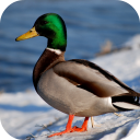 Duck Wallpapers - Baixar APK para Android | Aptoide