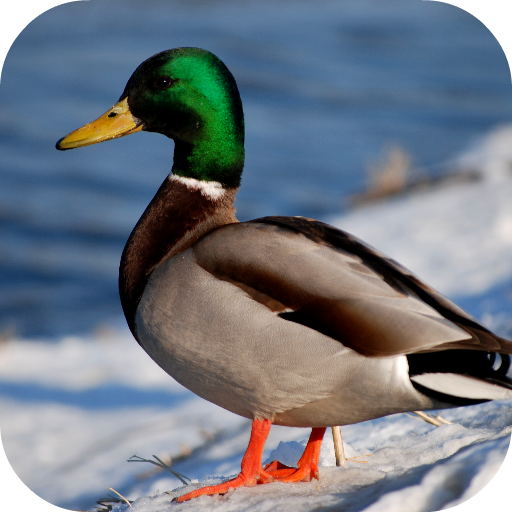 Duck Wallpapers - Baixar APK para Android | Aptoide