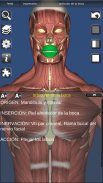 3D Bones and Organs (Anatomy) screenshot 3