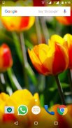 Tulips Flowers Wallpapers HD screenshot 3