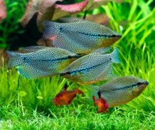 Freshwater Ornamental Fish screenshot 2