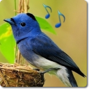 Bird Sounds & Ringtones