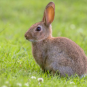 Rabbit Sounds Icon