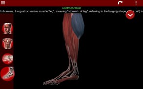 Muskulöses System in 3D (Anatomie). screenshot 15