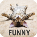 Funny wallpapers icon