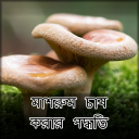 মাশরুম চাষ করার পদ্ধতি