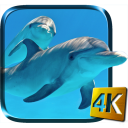 Дельфины Живые Обои Icon