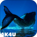 4K Whales Video Live Wallpaper Icon