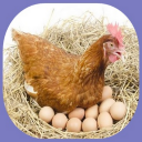 cultivation of laying hens Icon