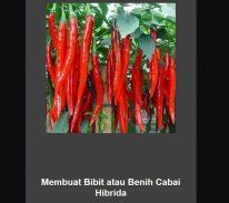 cara menanam cili merah screenshot 6