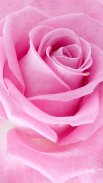 Pink Roses Live Wallpaper screenshot 5