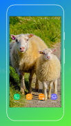 Sheep Wallpaper screenshot 7