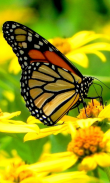 Butterfly Inspiration Beauty screenshot 4