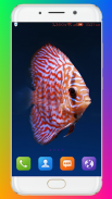 Aquarium Wallpaper HD screenshot 8