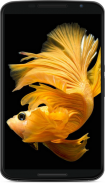 Betta Fish Wallpaper screenshot 1