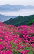 HD Mountain Flower Wallpaper screenshot 14