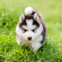 Cute Puppies Live Wallpaper