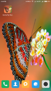 HD Butterfly Wallpaper screenshot 5