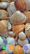 Shells Wallpaper screenshot 11