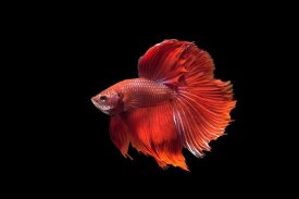 Betta Fish Wallpapers screenshot 2