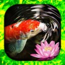 Koi Fish Live Wallpaper HD/3D