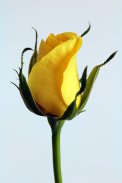 Flowers Images GIF and Roses 4K Wallpapers screenshot 2