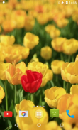 Tulips Video Live Wallpaper screenshot 1