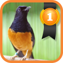 White-rumped Shama