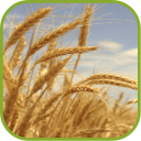 Charming Wheat Wallpapers Icon
