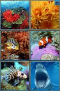 Sea Life Jigsaw Puzzles screenshot 0