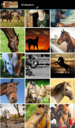 Imagenes de caballos HD screenshot 5