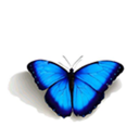 Butterfly Wallpaper Icon