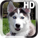 Puppy Husky Live Wallpaper Icon