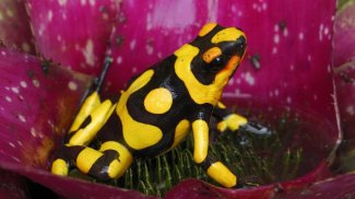 Poison Frog. Smart Wallpaper screenshot 1