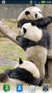 Adorable Pandas Live Wallpaper screenshot 9