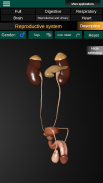 Órganos 3D (anatomía) screenshot 6