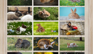 Beautiful and cute bunny puzzle - free screenshot 0