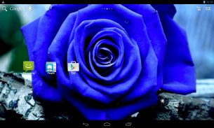Hoa hồng xanh biếc screenshot 15