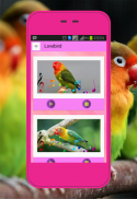 Kicau Lovebird screenshot 0