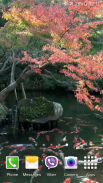 Koi Pond Video Live Wallpaper screenshot 1