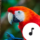 Parrot Sounds icon