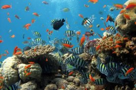 Tropical Fish Care Book screenshot 4