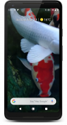Japanese Koi Fish Wallpaper screenshot 0