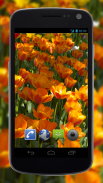4K Flower Glade Video Live Wallpapers screenshot 1