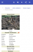 Butterflies screenshot 3