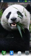 Panda Menggemaskan Hidup Wallpaper screenshot 4