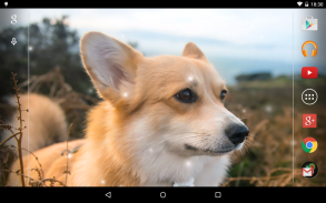 Puppies Live Wallpaper screenshot 2