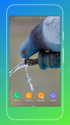 Pigeon Wallpaper screenshot 4