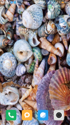 Seashell wallpaper HD screenshot 12