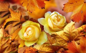 Roses Autumn live wallpaper screenshot 6